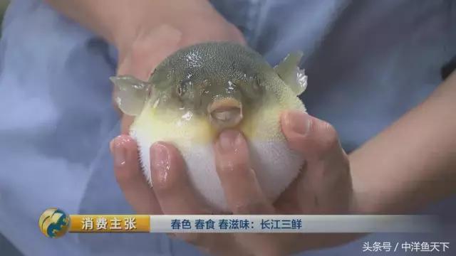 鲥鱼和刀鱼的鲜美,刀鱼鲥鱼河豚被称为长江三鲜