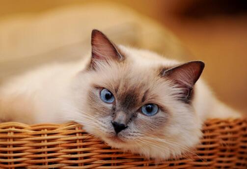 给猫咪吃主食罐头还是零食罐头好,怎么给猫喂猫罐头