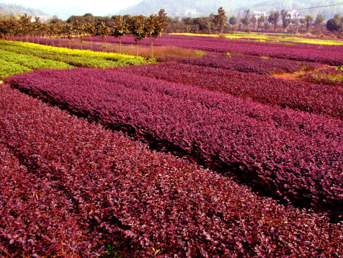 红花檵木和紫叶小檗,紫叶小檗紫叶矮樱红花檵木区别