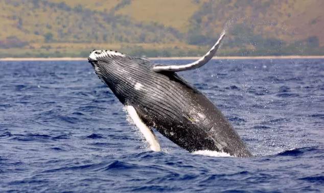 weekendescape,weekendescape什么意思