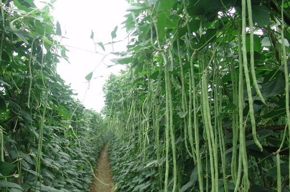 高级农艺师付永,付永农作物病害识别