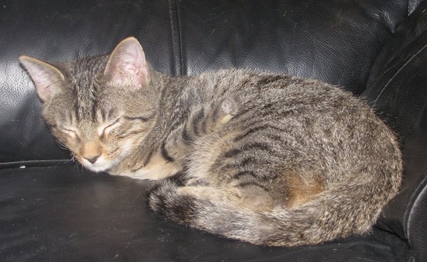 小奶猫刚刚死亡还能救吗,小奶猫被遗弃没有人停留