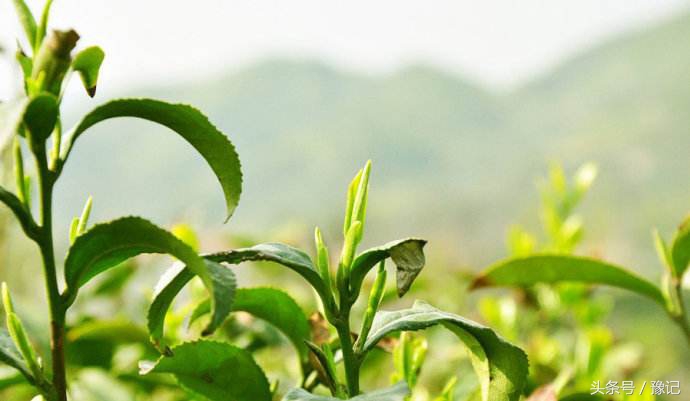 大别山旅游哪里看杜鹃花,大别山看杜鹃花自驾游路线推荐