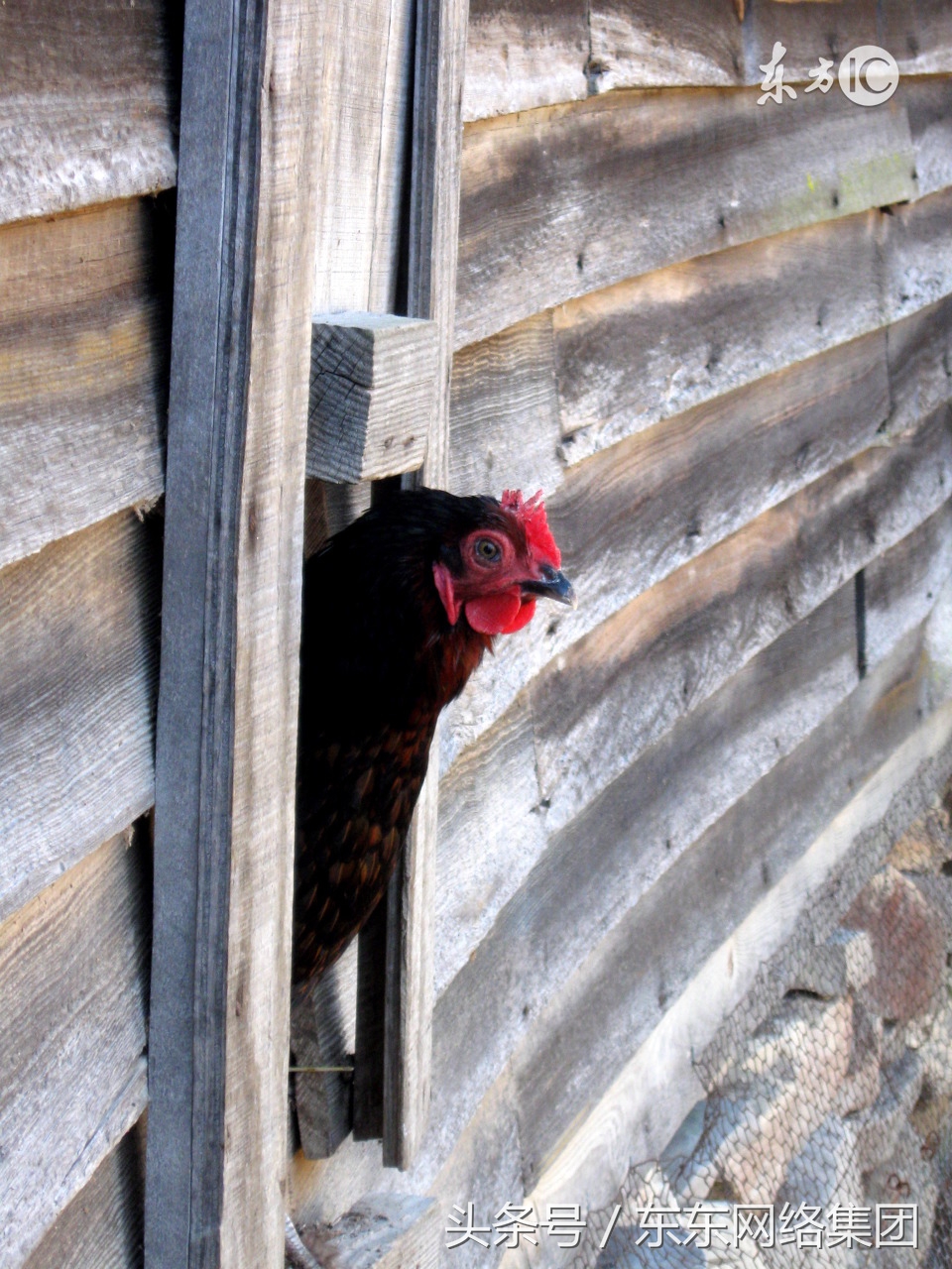 鸡崽嗉子有气咋回事,鸡的嗉囊鼓鼓的是什么原因