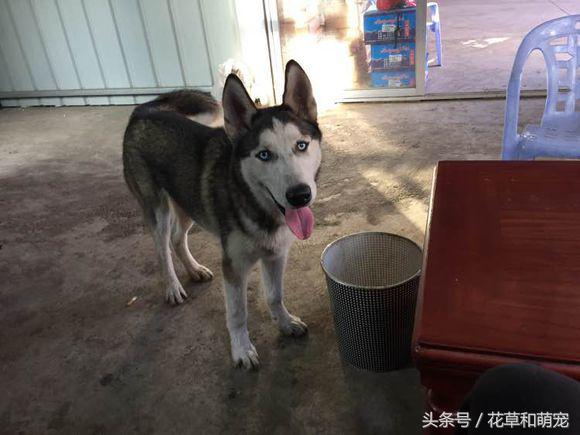 在家散养的哈士奇要不要出去遛狗,把哈士奇放到农村