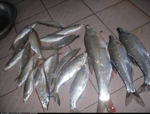 最好吃的100种鱼图片,十大最好吃的鱼视频