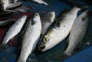 最好吃的100种鱼图片,十大最好吃的鱼视频