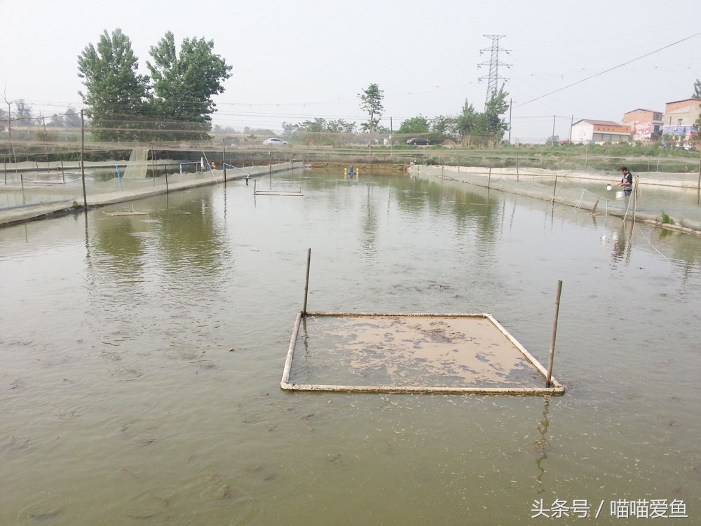 全套泥鳅养殖技术交流,泥鳅养殖最便宜的方法