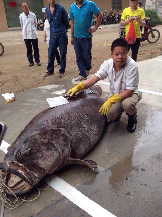最好吃的100种鱼图片,十大最好吃的鱼视频