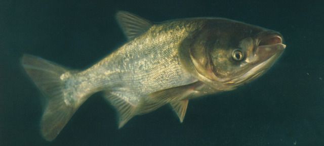 最好吃的100种鱼图片,十大最好吃的鱼视频