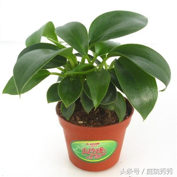 金钻绿植学名叫什么,金钻植物介绍