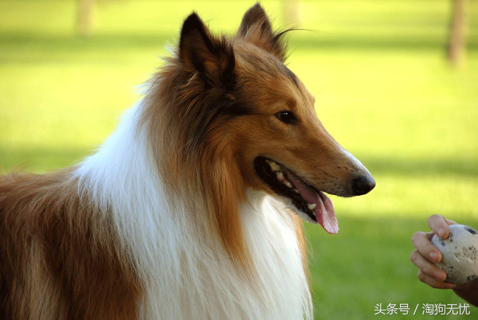 苏牧和喜乐蒂该选择谁,喜乐蒂和苏牧什么关系