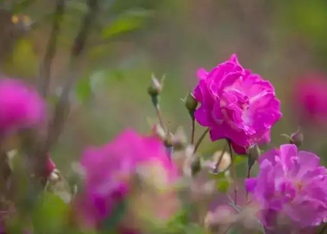 成都周边玫瑰景点推荐一下,成都玫瑰花海一日游