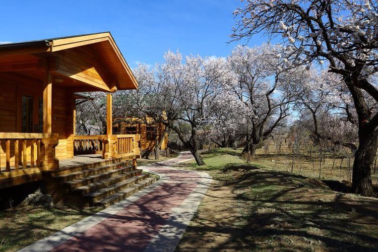 没有“十里桃花”？不要紧！乌素图“十里杏花”等着你！