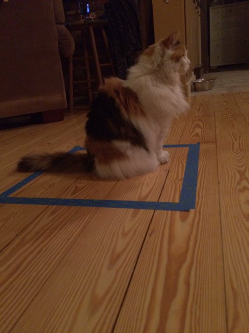 猫咪逗猫正确方式,猫咪逗猫的方法