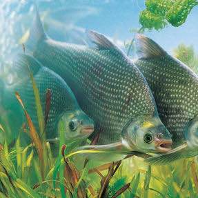 最好吃的100种鱼图片,十大最好吃的鱼视频