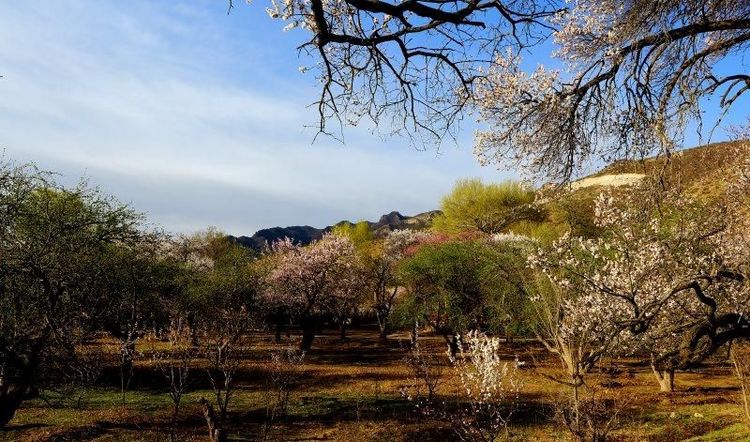 没有“十里桃花”？不要紧！乌素图“十里杏花”等着你！