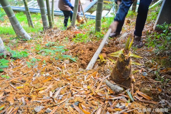 莫干山网红民宿裸心谷的山野秘境,莫干山裸心谷民宿价格