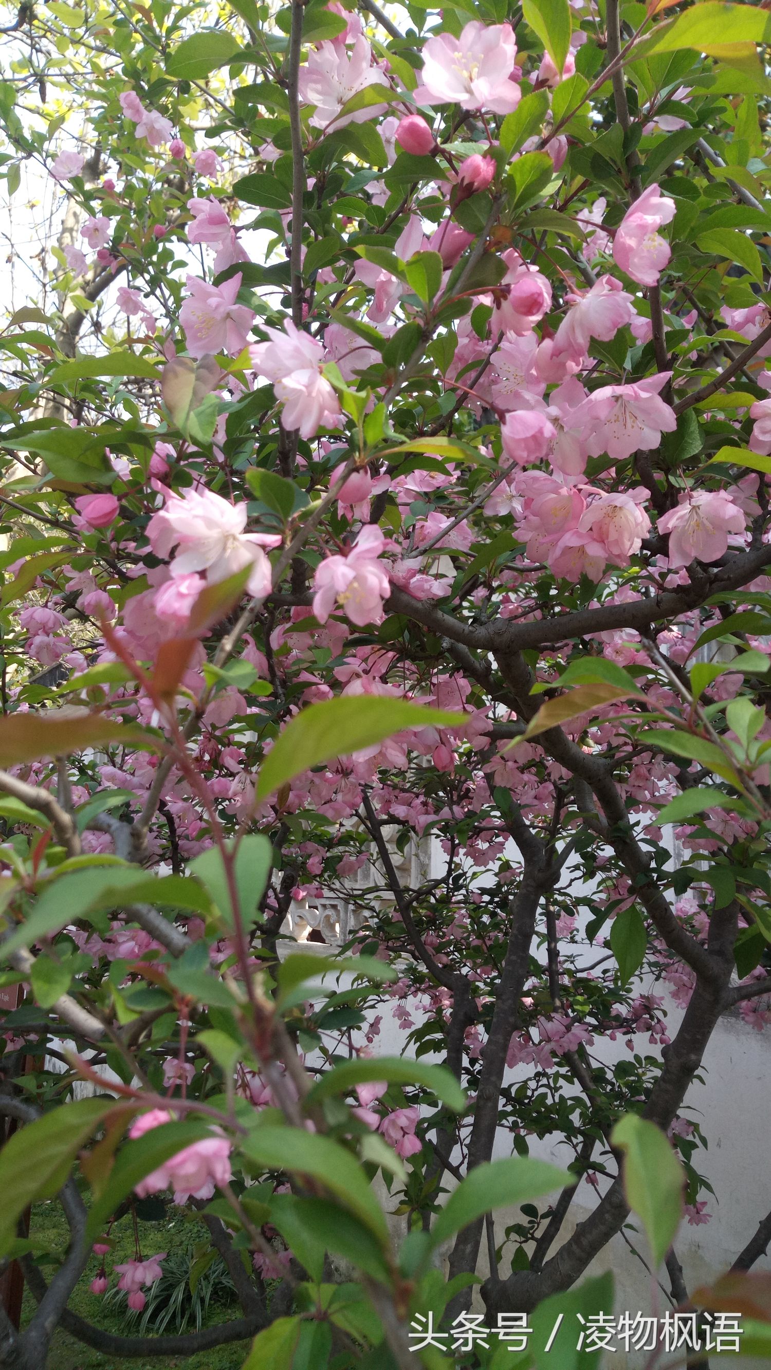 苏州拙政园景点讲解视频大全,苏州拙政园属于哪个区