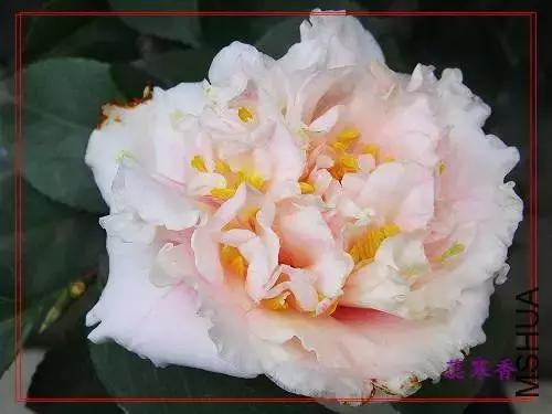 四大名花之山茶,中国百种山茶图片