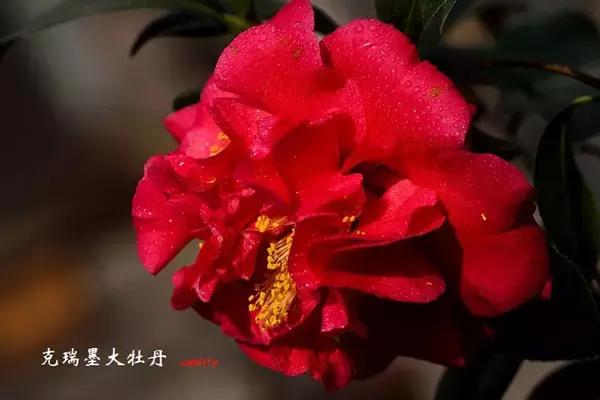 四大名花之山茶,中国百种山茶图片