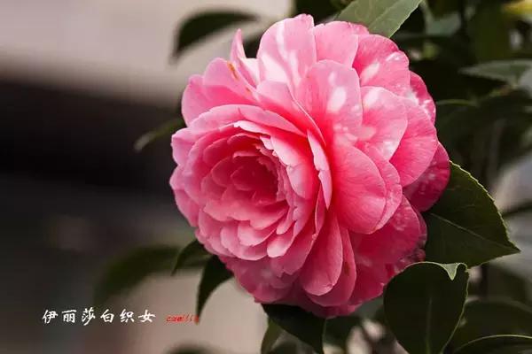 四大名花之山茶,中国百种山茶图片