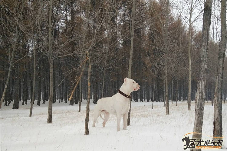 比特杜高犬抓野猪图片,杜高犬狩猎大型野兽