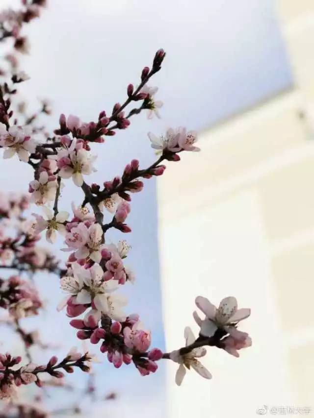 林志玲360无死角是真的美,全球最美360无死角的美女