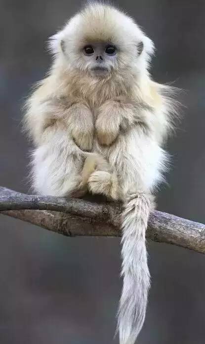 2019年十二生肖运势排行榜,属相2016年运势