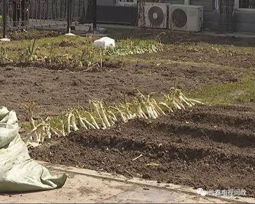 长春好景山庄小区、净月新园小区居民圈地种蔬菜最多将被罚三万
