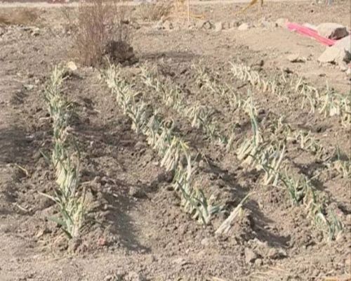 长春好景山庄小区、净月新园小区居民圈地种蔬菜最多将被罚三万