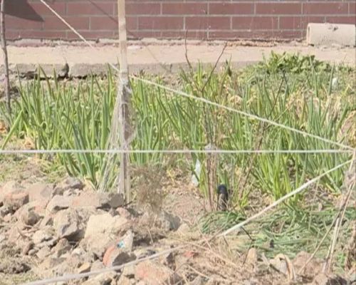 长春好景山庄小区、净月新园小区居民圈地种蔬菜最多将被罚三万