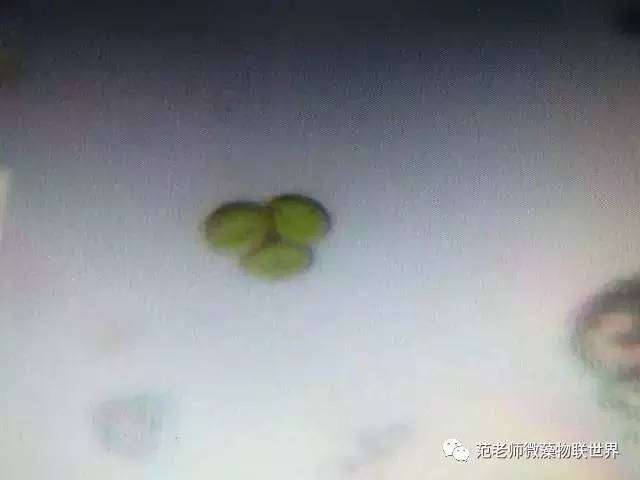 池塘微藻处理,微藻观察