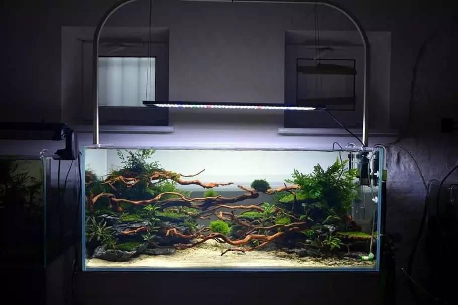 比较好打理的草缸,最适合新手的草缸