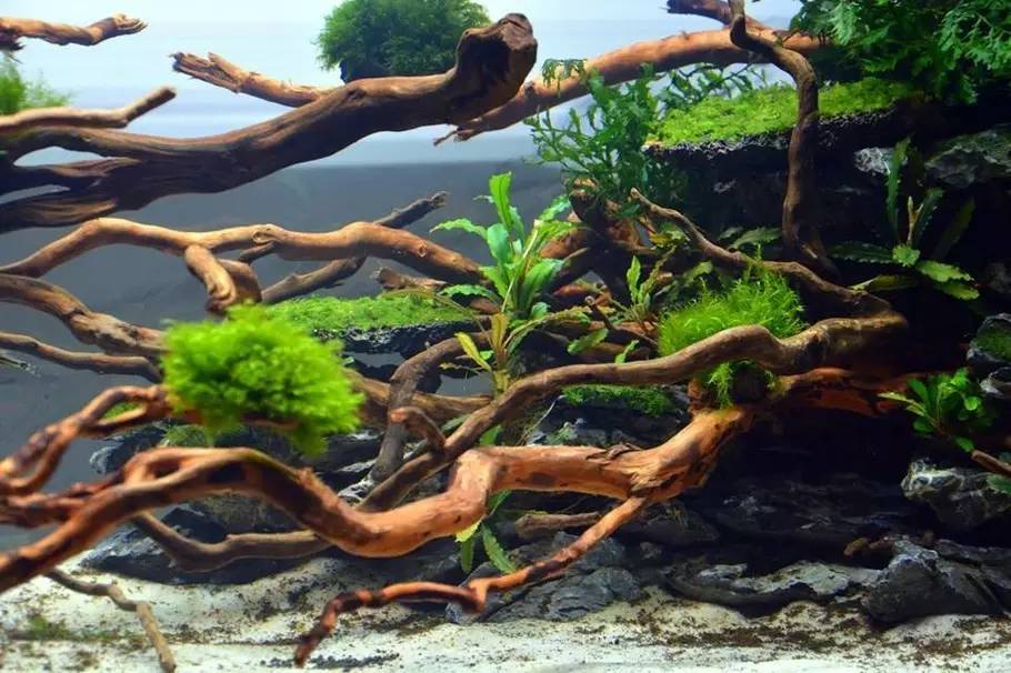 比较好打理的草缸,最适合新手的草缸