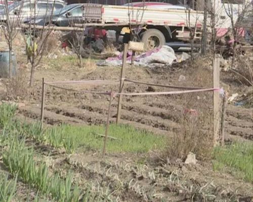 长春好景山庄小区、净月新园小区居民圈地种蔬菜最多将被罚三万
