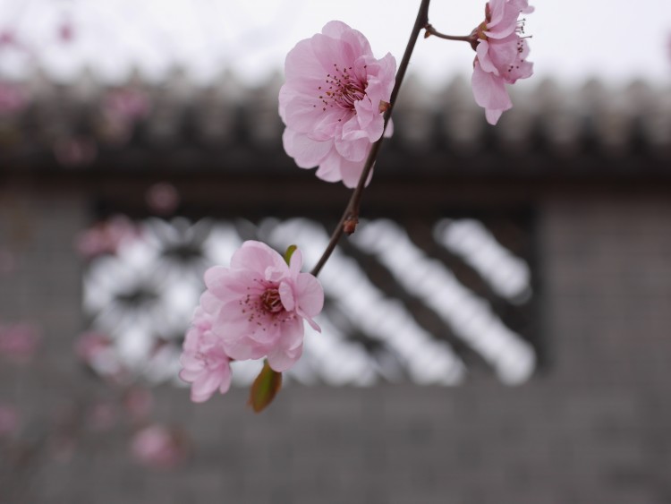 人间四月芳菲尽剪辑,人间四月芳菲尽风光摄影