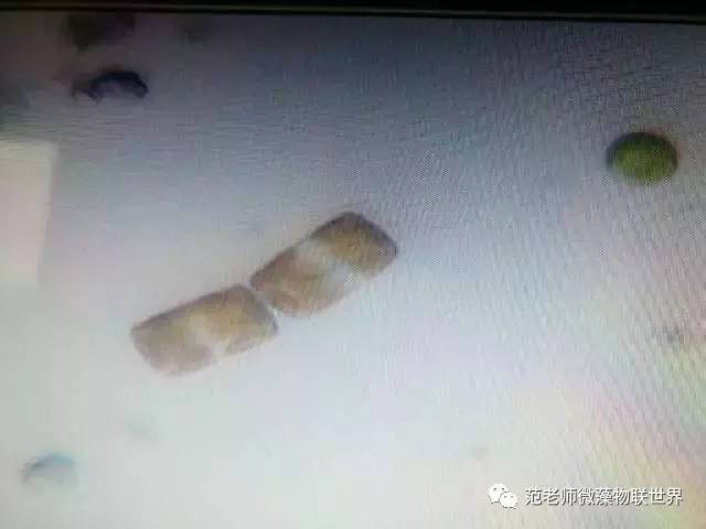池塘微藻处理,微藻观察