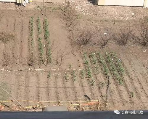 长春好景山庄小区、净月新园小区居民圈地种蔬菜最多将被罚三万