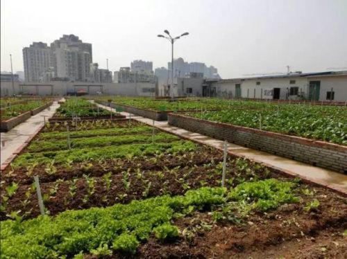 长春好景山庄小区、净月新园小区居民圈地种蔬菜最多将被罚三万