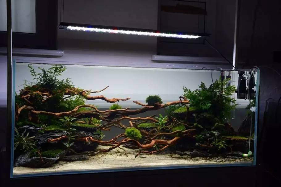 比较好打理的草缸,最适合新手的草缸