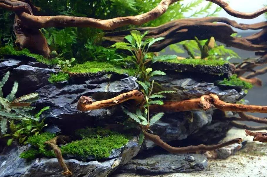 比较好打理的草缸,最适合新手的草缸