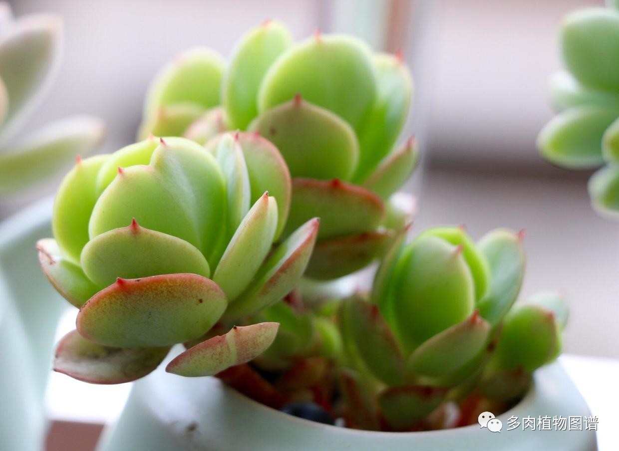 可可酱用法,可可酱日常分享