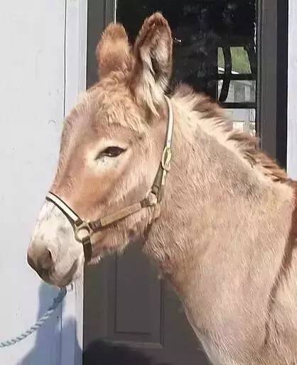 2019年十二生肖运势排行榜,属相2016年运势