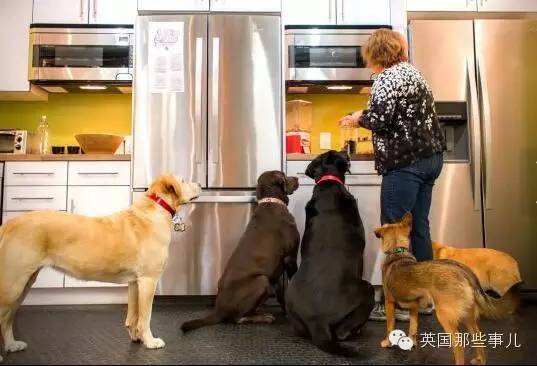 一家可以带狗上班的公司，感觉他们那的地位..人没狗高..