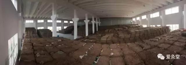 紫茎小叶灵艾,紫茎小叶灵艾图片