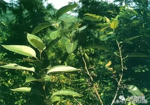 代购好用的护肤品推荐,代购推荐国家