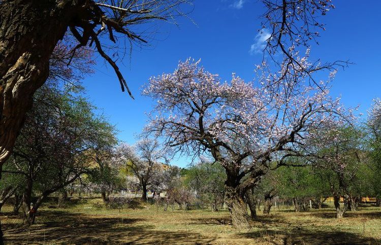 没有“十里桃花”？不要紧！乌素图“十里杏花”等着你！