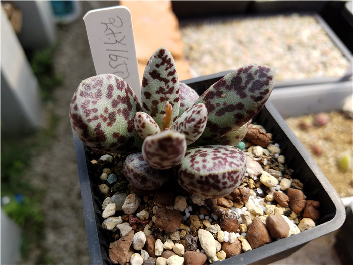 多肉植物吐槽,对多肉植物的调侃朋友圈