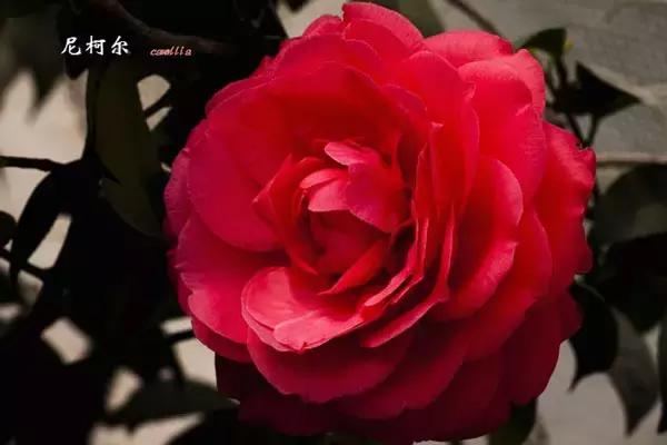 四大名花之山茶,中国百种山茶图片